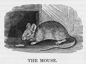 Wildlife Gallery: Mouse (Bewick)