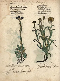 Mouse-ear hawkweed and meadow salsify Mouse-ear hawkweed and meadow salsify