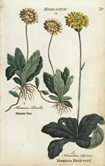 Joshuahamilton Prints: Mouse ear hawkweed and mountain hawkweed