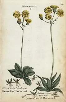 Joshuahamilton Prints: Mouse ear hawkweed and narrow-leaved hawkweed