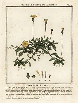 Plante Medicinale De La France Prints: Mouse-ear hawkweed, Pilosella officinarum