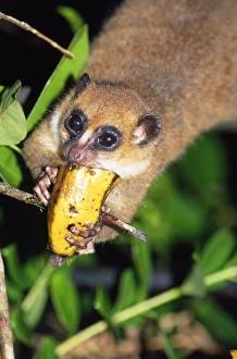 Rufus Gallery: MOUSE LEMUR - eating Banana