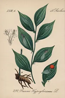 Mouse thorn, Ruscus hypoglossum