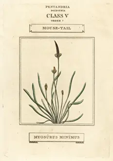 Mousetail, Myosurus minimus