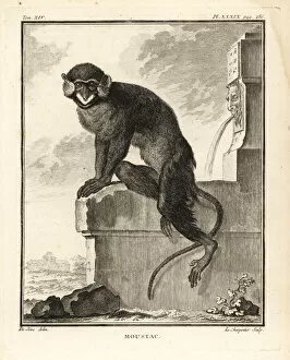 Leclerc Gallery: Moustached guenon or moustached monkey, Cercopithecus cephus