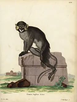 Moustached guenon or moustached monkey, Cercopithecus cephus