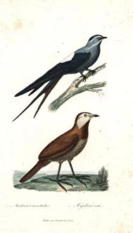 Rufus Gallery: Moustached treeswift and moustached turca