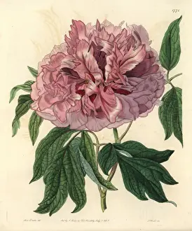 Sydenhamedwards Prints: Moutan peony, Paeonia suffruticosa Andrews var lacera