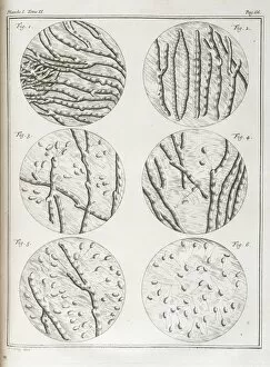The John Innes Centre Collection: Movement of sperm and seminal fluid