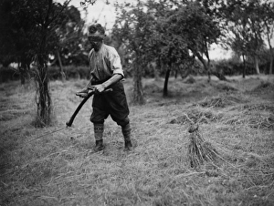 Images Dated 16th August 2017: Mowing the Cocks Head