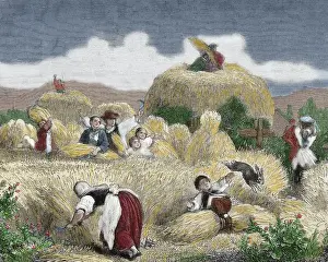 Mowing. Engraving, 19th century. Colored
