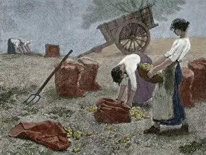 Laborer Collection: Mowing. Engraving, 19th century. Colored