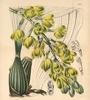Barker Prints: Mr Barkers dove-flower, Peristeria barkeri
