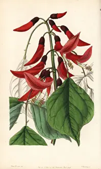Mr. Bidwells erythrina hybrid, Erythrina x bidwillii