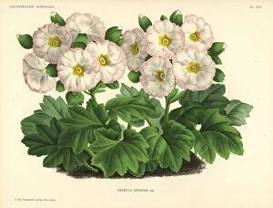 Primula Gallery: Mr. Cannells Chinese primrose variety, Primula sinensis var