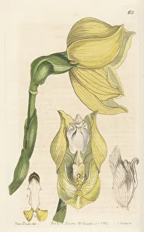 Shrub Prints: Mr. Clowes's anguloa, Anguloa clowesii