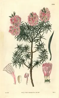 Frasers Prints: Mr Frasers melaleuca, Melaleuca fraseri