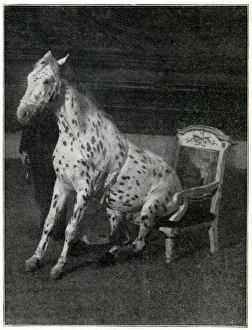 Images Dated 18th October 2019: Mr Goodnight, performing horse at the London Hippodrome