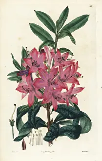 Rhododendron Prints: Mr. Gowens rhododendron, Rhododendron gowenianum