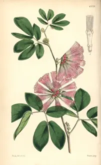 Mr Harris calliandra, Calliandra harrisii
