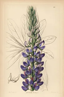 Barclay Gallery: Mr. Hartwegs lupine, Lupinus hartwegii