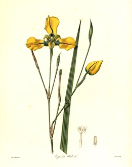 Nevitt Collection: Mr Herberts cypella, Cypella herbertii