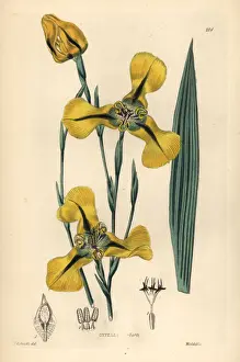 Mr. Herberts cypella, Cypella herbertii