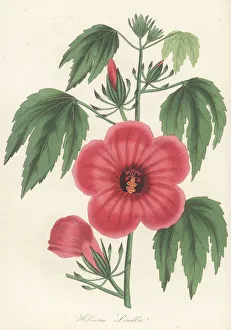 Volume 1 Prints: Mr. Lindley's hibiscus, Hibiscus lindlei