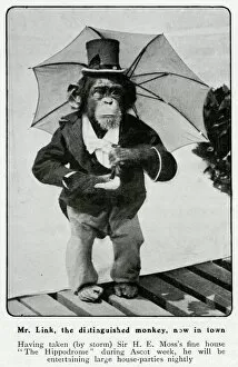 Images Dated 18th October 2017: Mr Link, monkey appearing at the Hippodrome 1906