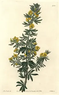 Mr Loudons adesmia, Adesmia loudonia