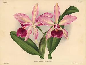 Iconography Gallery: Mr Paul Otlets Laeliocattleya hybrid orchid
