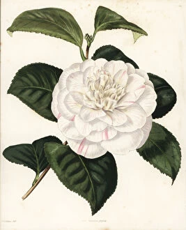 Japonica Collection: Mr. Presss camellia, Camellia japonica pressii