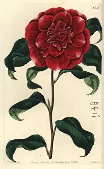 Reeves Prints: Mr. Reeves crimson camellia, Camellia japonica