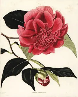 Camellia Prints: Mr. Rosss camellia hybrid, Camellia japonica rossi