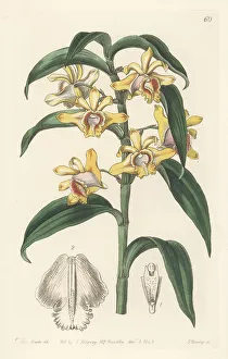 Miss Drake Prints: Mr Rucker's dendrobium, Dendrobium ruckeri