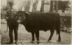 Pounds Gallery: Mr Sam Locks First Prize-winning Devon Steer