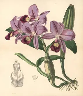 Cattleya Prints: Mr Skinners cattleya orchid, Cattleya skinneri