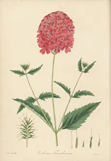 Uruguay Prints: Mr. Tweedie's scarlet vervain, Verbena tweedieana