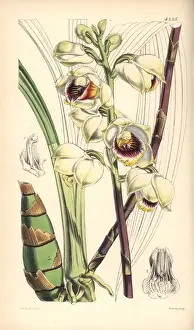 Mr Warres maxillaria orchid, Warrea warreana