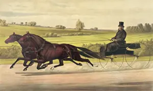 Trotter Prints: Mr. William H. Vanderbilts celebrated team Small Hopes