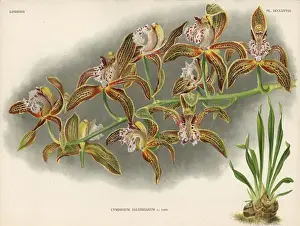 Exotic Prints: Mr Zaleskis cymbidium orchid, Cymbidium zaleskianum L Lind