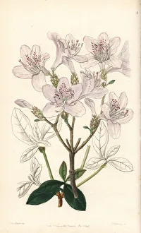 Azalea Gallery: Mrs. Farrers rhododendron, Rhododendron farrerae