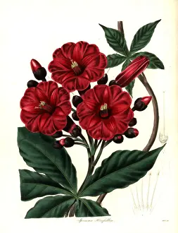 Mrs. Horsfalls ipomoea, Ipomoea horsfalliae