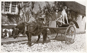 Pedigree Gallery: Mrs K McNeil of Glasgow with three Borzois