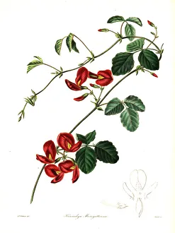 Nevitt Collection: Mrs Marryatts kennedya, Kennedya marryattiana