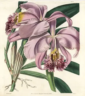 Superb Prints: Mrs Moss superb cattleya or easter orchid, Cattleya mossiae