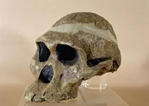 Prehistory Gallery: Mrs. Ples skull