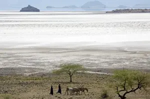 Maasai Prints: Msai moving with donkeys near lake Natron