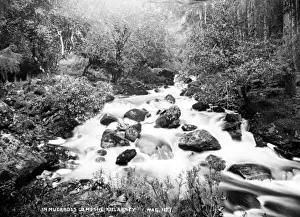 Killarney Prints: In Muckross Demesne, Killarney
