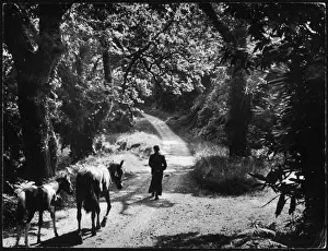 Muckross Lane